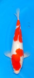 Dainichi_JT_Kohaku_No_2_11th_Feb_2019.jpg