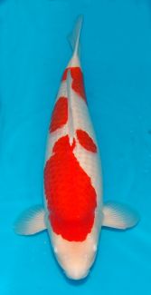 Dainichi_Kohaku_AS_71cm_3rd_Nov_2018.jpg