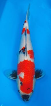 Dainichi Showa JT 3 43cm Sept 2015
