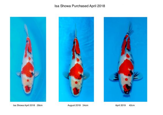 Isa_Showa_Number_3_Development_April_2019.jpg