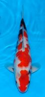 Isa Tategoi JT Showa No 8a 34cm 8th July 2016