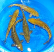 Marudo Female Chagoi