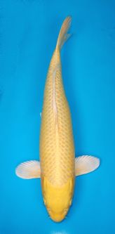 Marudo_Female_Yamabuki_50cm_17th_Oct_2018.jpg