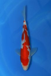 Marudo_Kohaku_Jumbo_Tosai_No_6_26cm_1.jpg