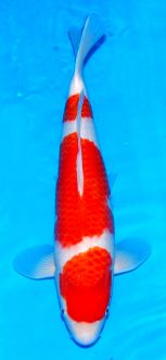 Maruyama_Kohaku_49cm_Nisai_Nov_2017a.jpg