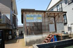 Nogami Koi Farm