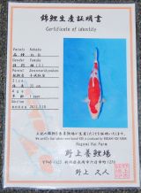 Nogami No 1 Certificate