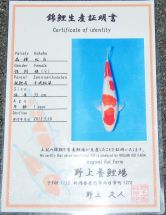 Nogami No 4 Certificate