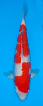 Oishi JT4 Kohaku 44cm 23rd Nov 2015