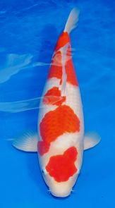 Richard_Oishi_Kohaku_4step_48cm_9th_May.jpg